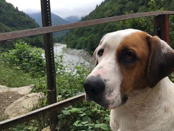 Close-up of dog looking away