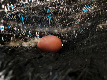 Close-up of eggs