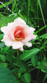 Close-up of white rose blooming outdoors