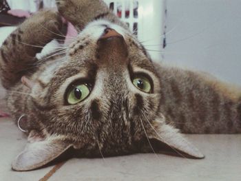 Close-up portrait of cat