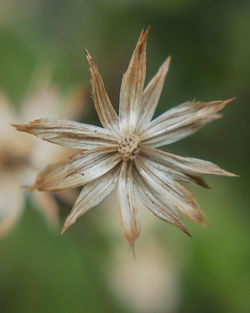 Close-up of white dandelion flower