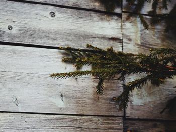 Close-up of tree