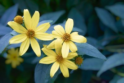 Close-up of yellow flowering plant in park