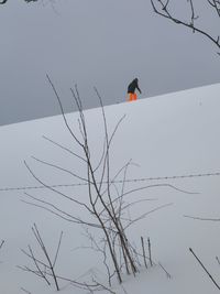 Low angle view of bird perching on tree against clear sky