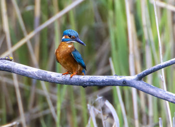 Close-up of bird perching on branch