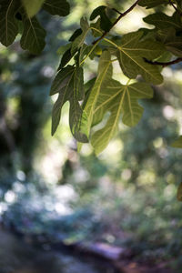 Close-up of fresh green leaves