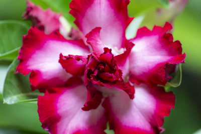 Close-up of pink rose flower