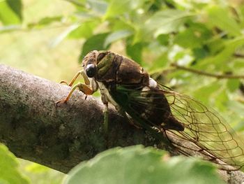 Close-up of insect on leaf