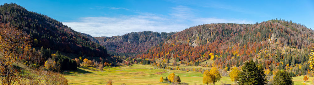 Scenic view of pine trees against sky