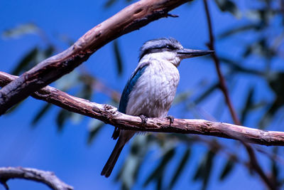 Red-backed kingfisher todiramphus pyrrhopygius perched in a tree in alice springs central australia