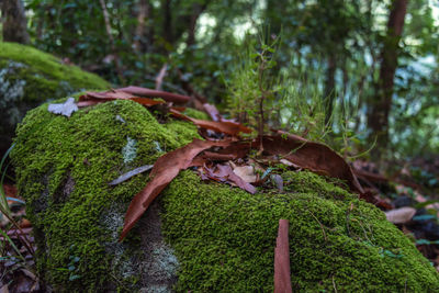 Close-up of mushrooms on rock in forest