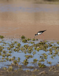 Black-necked stilt in lake