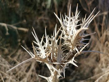 Close-up of dried plant on field