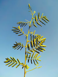 Low angle view of plant against clear blue sky