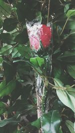 Close-up of red flower growing in water