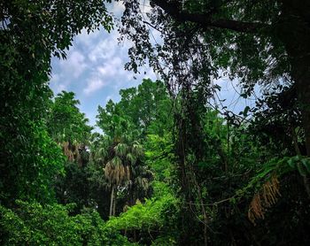 Low angle view of trees in forest against sky