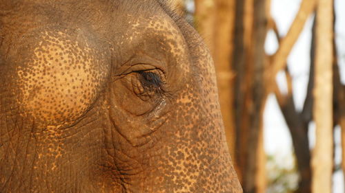 Close-up of elephant