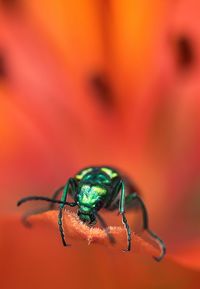 Close-up of insect on yellow flower