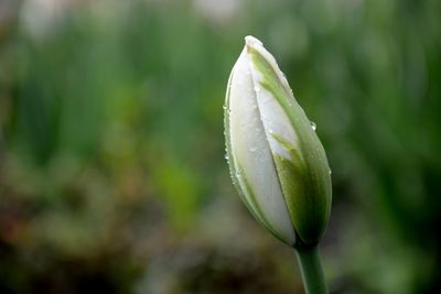 Close-up of wet flower