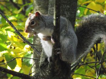 Squirrel on tree trunk in forest