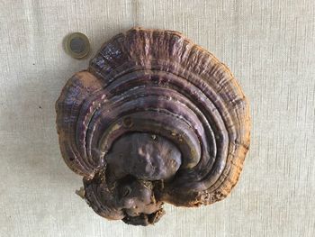 Directly above shot of seashell