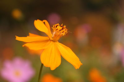 Close-up of yellow flower blooming outdoors