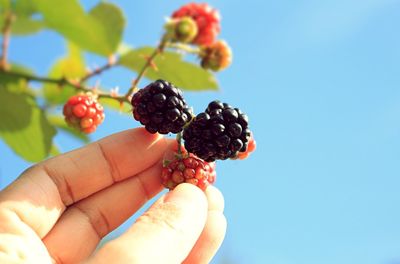 Close-up of hand holding berries