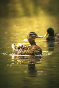 Close-up of duck swimming in lake