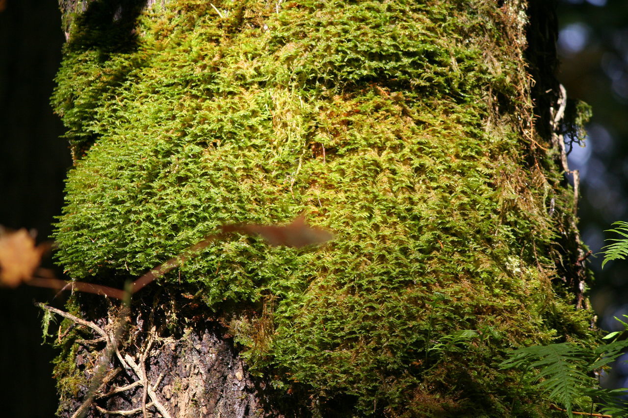 EXTREME CLOSE UP OF GREEN TREE TRUNK