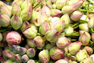 Bunch of original lotus in howrah flower market