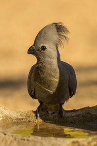 Close-up of a bird