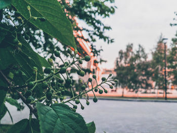 Close-up of tree against sky