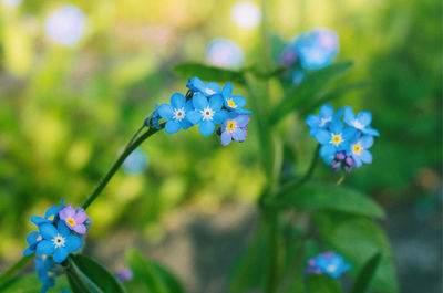 Close-up of purple flowering plant