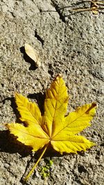Close-up of maple leaves