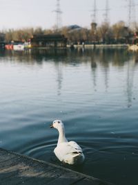 Close-up of swan on water