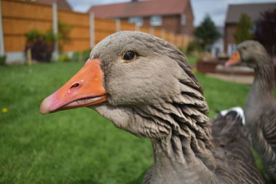 Close-up of goose on grassy field