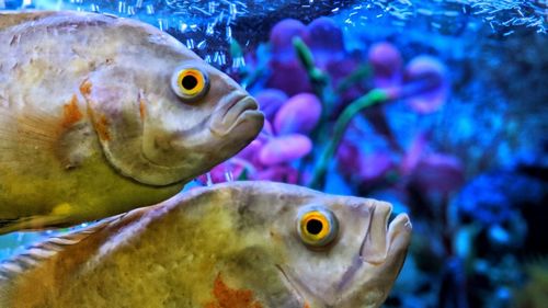 Close-up of fish swimming in sea