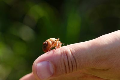 Close-up of hermit crab on thumb