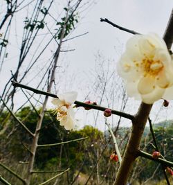 Close-up of white flowers blooming on branch