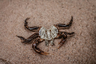 High angle view of spider on sand