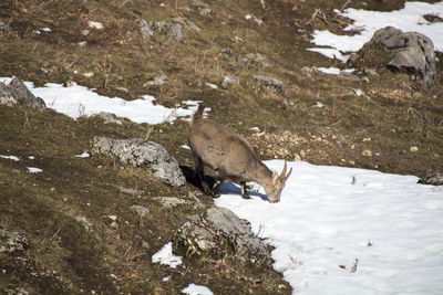 High angle view of bird on rock during winter