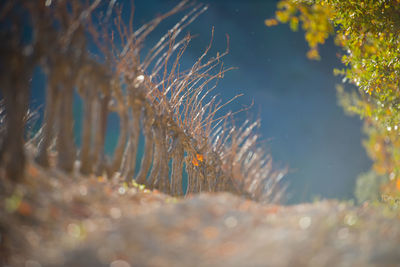 Close-up of plants growing on field