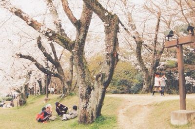 Bare trees in park