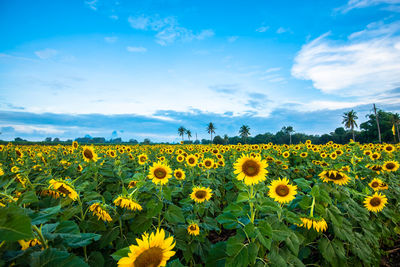 Scenic view of sunflower field against sky