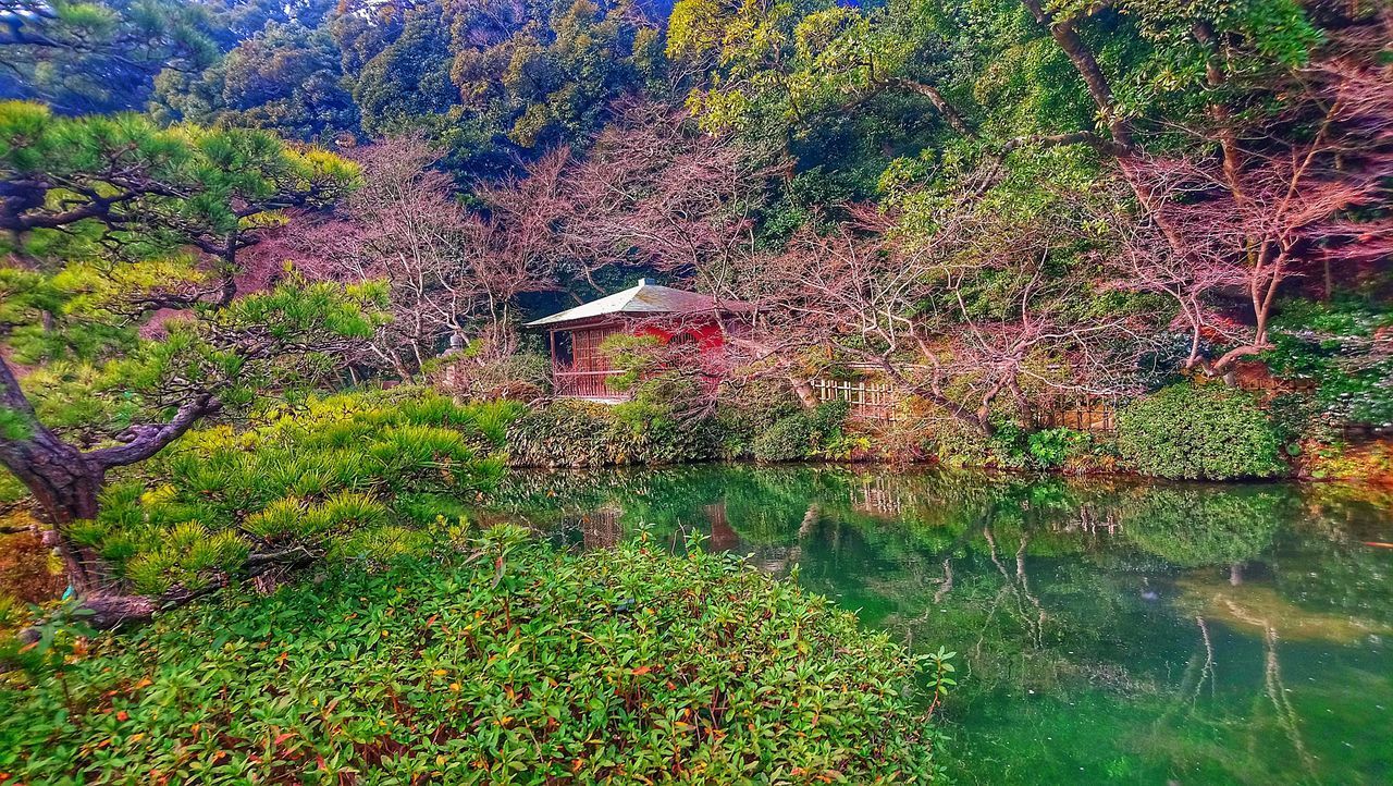 TREE GROWING BY LAKE