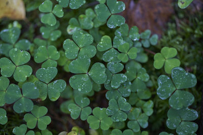 Close-up of water drops on leaves