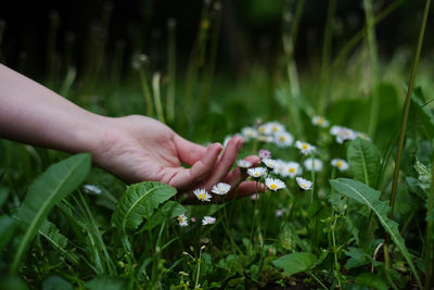 A woman's hand and spring flowers chamomile. green nature background