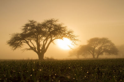 Trees on field against sky during sunset