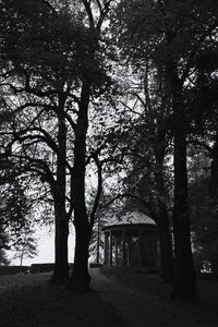 Bare trees in the dark