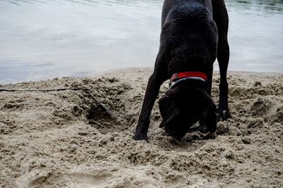 Close-up of black dog digging sand on shore
